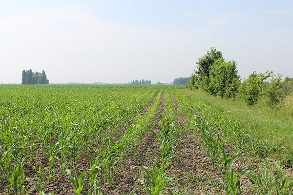 Il contesto delle conltivazioni locali di mais
