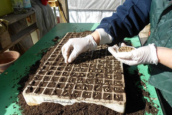 Si preparano i pateaux inserendo a mano cinque o sei semini per ogni foro nel quale c’è già terriccio universale biologico.
