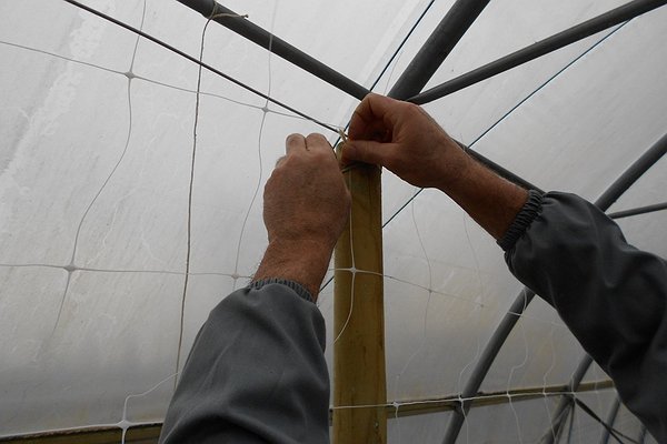 16 marzo 2015 - Stiamo predisponendo la struttura che sosterrà la seconda semina di piselli varietà a mezza rama denominata Utrillo
