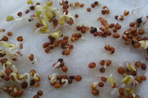 2017 - Prova di germinabilità del seme di Broccolo padovano
