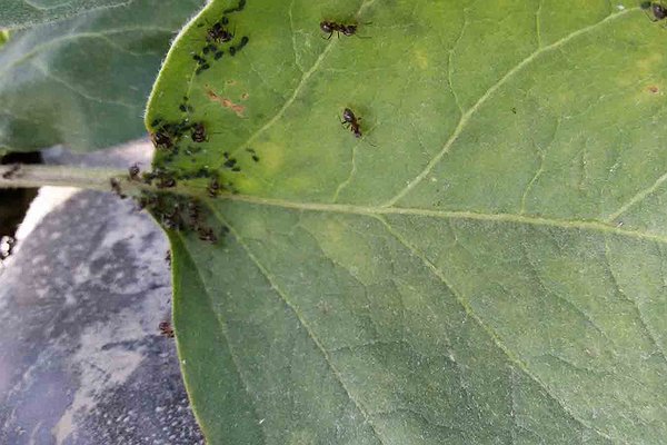 Erbe infestanti e insetti. Lezione orto familiare bio di sabato 7 maggio 2016