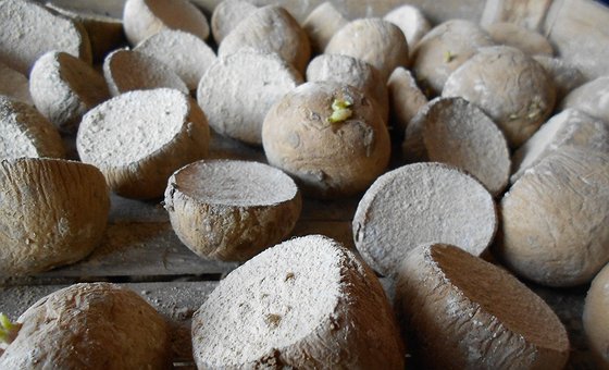 Esempio della tecnica della pregerminazione delle patate